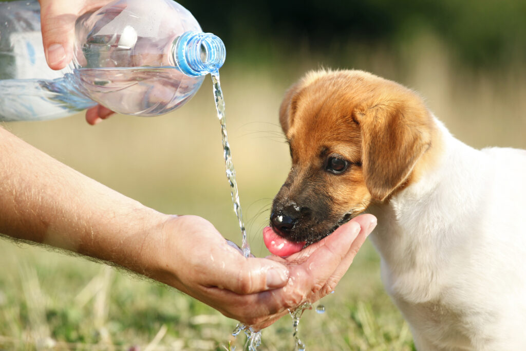 manter cachorro hidratado no calor