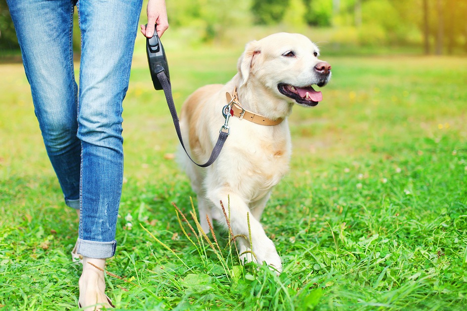 cachorro labrador passeando no parque