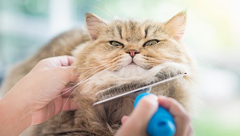 escovar pelo de gatos